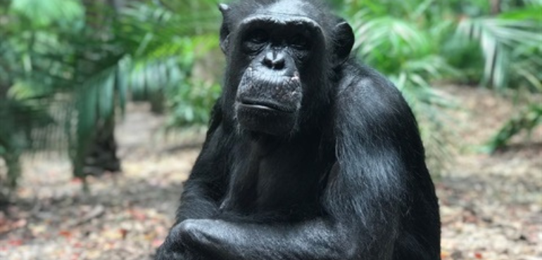 Rockhampton Zoo Mourns Sudden Loss of Beloved Chimpanzee