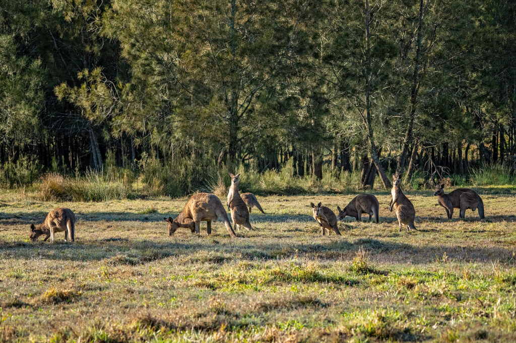 Currumbin Eco-Parkland Kangaroos