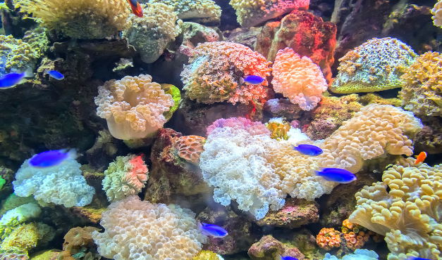 Mass Coral Bleaching Strikes Australia’s Great Barrier Reef Again