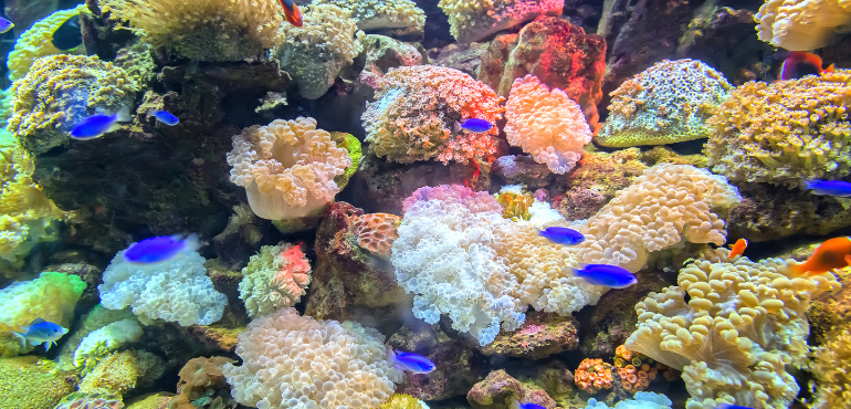 Mass Coral Bleaching Strikes Australia’s Great Barrier Reef Again