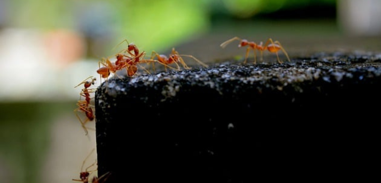 100+ Fire Ant Nests Found on Queensland Army Base