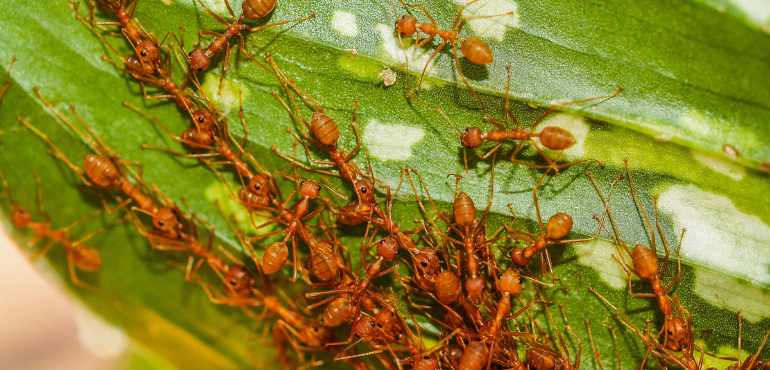 Redland City Council Takes to the Skies to Fight Fire Ants