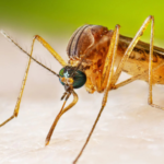 Victorian Man Critical After Contracting Japanese Encephalitis