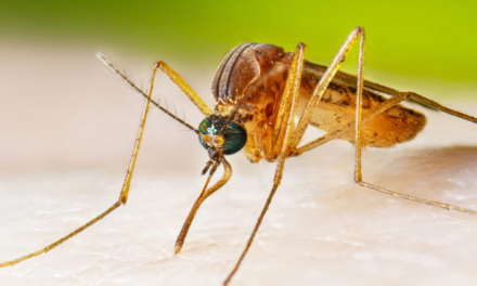 Victorian Man Critical After Contracting Japanese Encephalitis