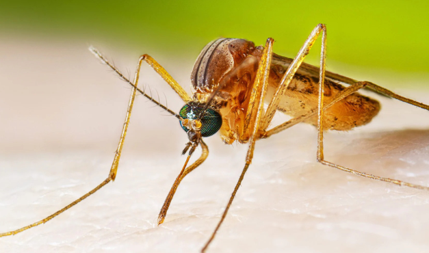 Victorian Man Critical After Contracting Japanese Encephalitis