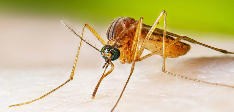 Victorian Man Critical After Contracting Japanese Encephalitis